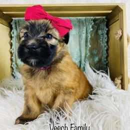 Soft Coated Wheaten Terrier Puppies from Wonderful Wheatens