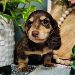 Grant - Chocolate and cream male Dachshund puppy in Thomaston, Georgia from UGG Ranch