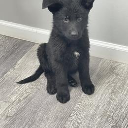 Dachshund and German Shepherd Puppies from Illyria Dox & GSD