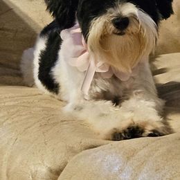 Pappy - Maltipoo