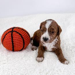 Swish - Red  male Goldendoodle puppy in Jamestown, Kentucky from Milk & Honey Doodles