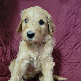 Andy - Apricot male Goldendoodle puppy in Blountsville, Alabama from Southern Charm Goldendoodles