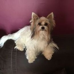 Yorkshire Terrier All Grown Up from Sauty Dog Yorkies