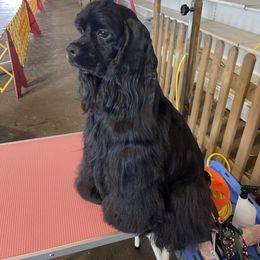 Rosie - Cocker Spaniel