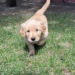 Golden Retriever Puppies from Gail’s Goldens