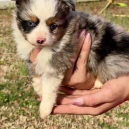 Blue - Blue merle male Toy Australian Shepherd puppy in Troy, South Carolina from Stockman Farms