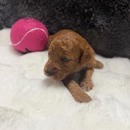 AKC Girl 1 - Red  female Poodle puppy in Southwest Ranches, Florida from Herringbone ‘s Poodles