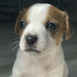 Russell Terriers from CF Jumping Jacks