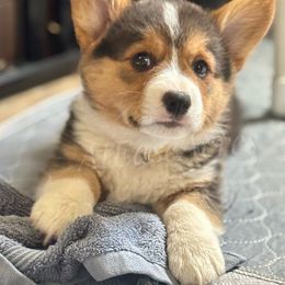 Pembroke Welsh Corgi Puppies from At Ease Acres