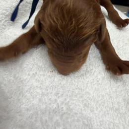 Black collar - Red  male Poodle puppy in San Benito, Texas from Irene's Poodles