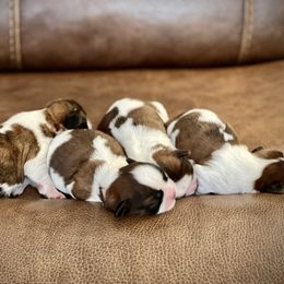 Shih Tzu Puppies from Shih Tzus To Love