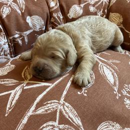 Squash (yellow collar) - Apricot male Goldendoodle puppy in Mint Hill, North Carolina from Freshly Minted Goldendoodles