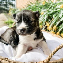 Siberian Husky Puppies from Wooly Woof Siberians