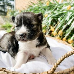 Siberian Husky Puppies from Wooly Woof Siberians