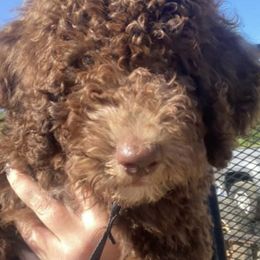 Aussiedoodles, Goldendoodles, Miniature Schnauzers, Poodles, and Schnoodles from Oopsie Doodles