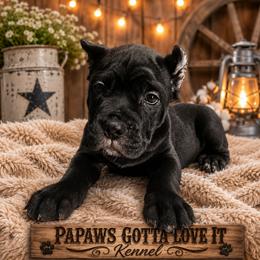 Harley - Black female Cane Corso puppy in El Paso, Texas from PaPaws Gotta Love It Kennels