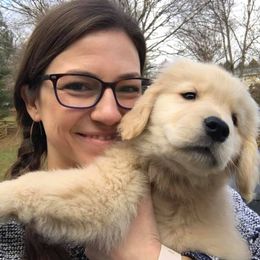 Golden Retrievers from Three River Gold Stars