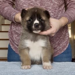Boy 4 - Brown male Akita puppy in Coopersburg, Pennsylvania from Main Street Akitas