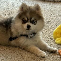 Nova - Pomsky