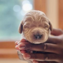Bernedoodles from Pippi's Puppies