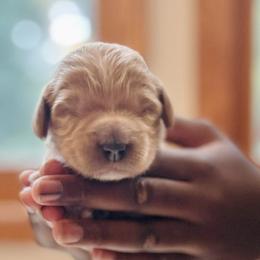 Bernedoodles from Pippi's Puppies