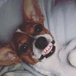 Miniature American Shepherds and Toy Fox Terriers from Tons of Kisses