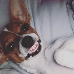 Miniature American Shepherds and Toy Fox Terriers from Tons of Kisses