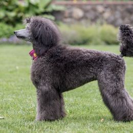 Poodles from Glowing Star Standard Poodles