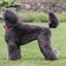Poodles from Glowing Star Standard Poodles
