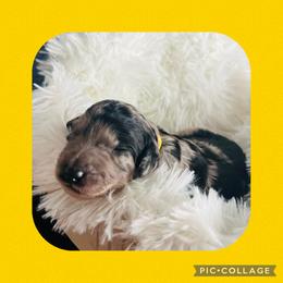 Miss Yellow - Blue merle female Aussiedoodle puppy in Taylor, Missouri from Pawsitively Doodles