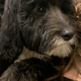 Sheepadoodle Puppies from Riley Grace Puppies