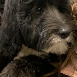 Sheepadoodle Puppies from Riley Grace Puppies