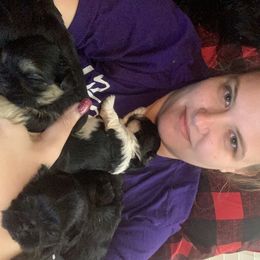 Shih Tzu Puppies from The Anderson Farms Kennel