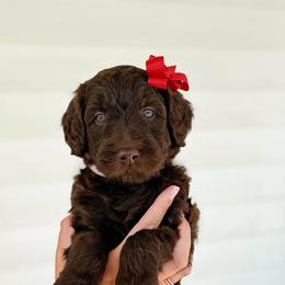 Martha - Chocolate female Goldendoodle puppy in Nashville, Tennessee from Hilton Doodles