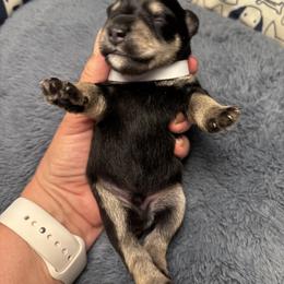 White Collar - Black and silver male Miniature Schnauzer puppy in Sugar Land, Texas from Silver Paw Ranch