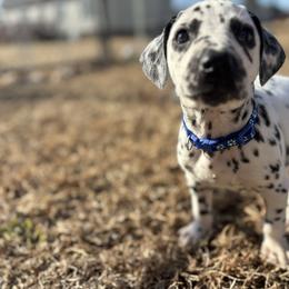 Navy collar boy(HUA) - White and black male Dalmatian puppy in Wilson, North Carolina from New Horizonz Dalmatians
