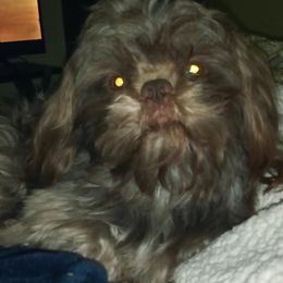Shih Tzus from Jennifer Gilpatrick
