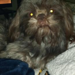 Shih Tzus from Jennifer Gilpatrick