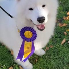Samoyeds from Imperial Samoyeds