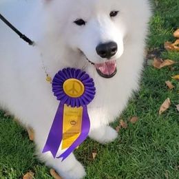 Samoyeds from Imperial Samoyeds