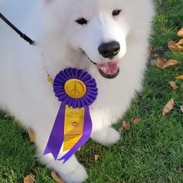 Samoyeds from Imperial Samoyeds