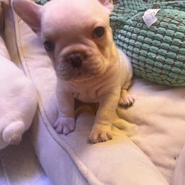 French Bulldog Puppies from The three little frenchies