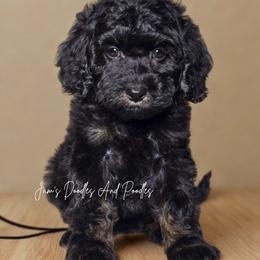 May - Phantom female Bernedoodle puppy in Cleveland, Georgia from Jam's Doodles And Poodles