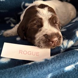 Rogue - Brown and gray female Wirehaired Pointing Griffon puppy in Grangeville, Idaho from Happy Hollow Griffons