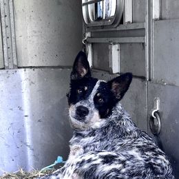 Sapelo - Australian Cattle Dog
