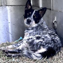 Sapelo - Australian Cattle Dog