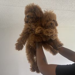 Poodle Puppies from B&BPoodlePalace