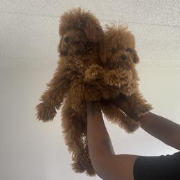 Poodle Puppies from B&BPoodlePalace