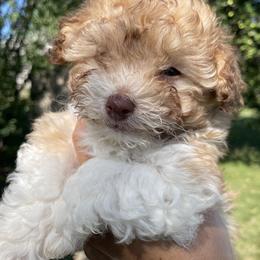 Havanese and Sheepadoodles from Happy Acres Havanese and Mini Sheepadoodles