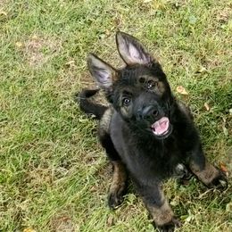 German Shepherds from Vom Stout German Shepherds